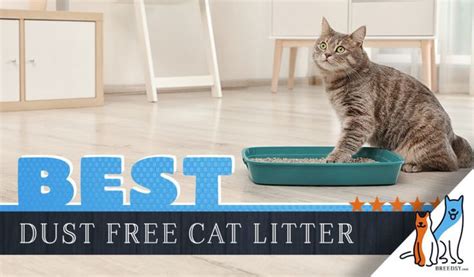 best dust free cat litter|8 Best Dust Free Cat Litters: Our Top Rated Picks for .